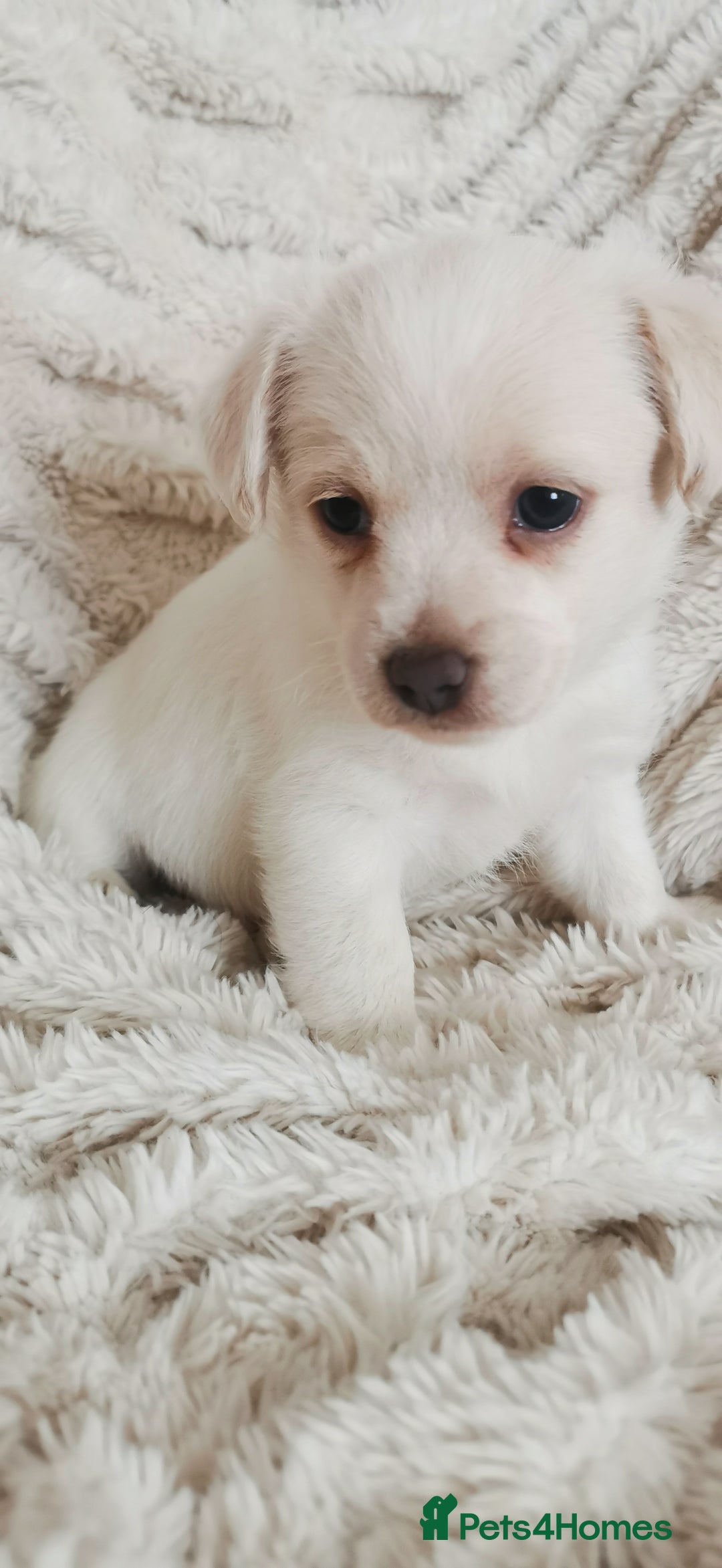 Mixed Breed dogs for sale: Maltipoo X Cavapoo puppies  - Advert 4