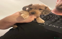 Mixed Breed dogs for sale: Doxiepoo puppys, Dachshund, Poodle - Image 5