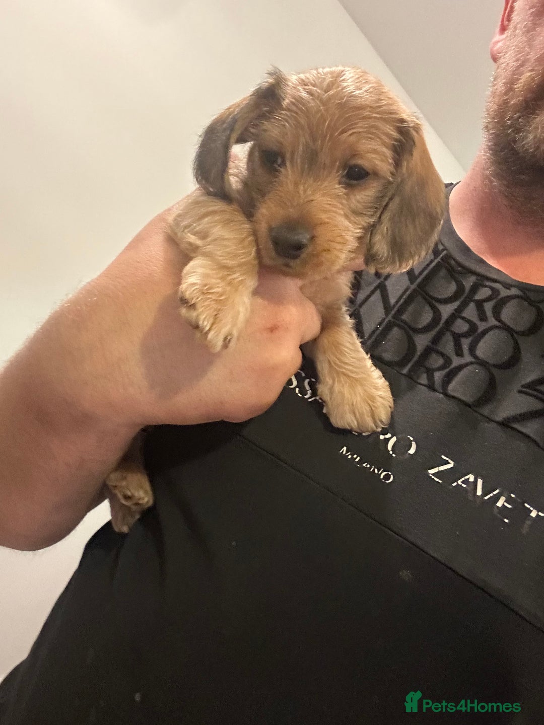 Mixed Breed dogs for sale: Doxiepoo puppys, Dachshund, Poodle - Image 5