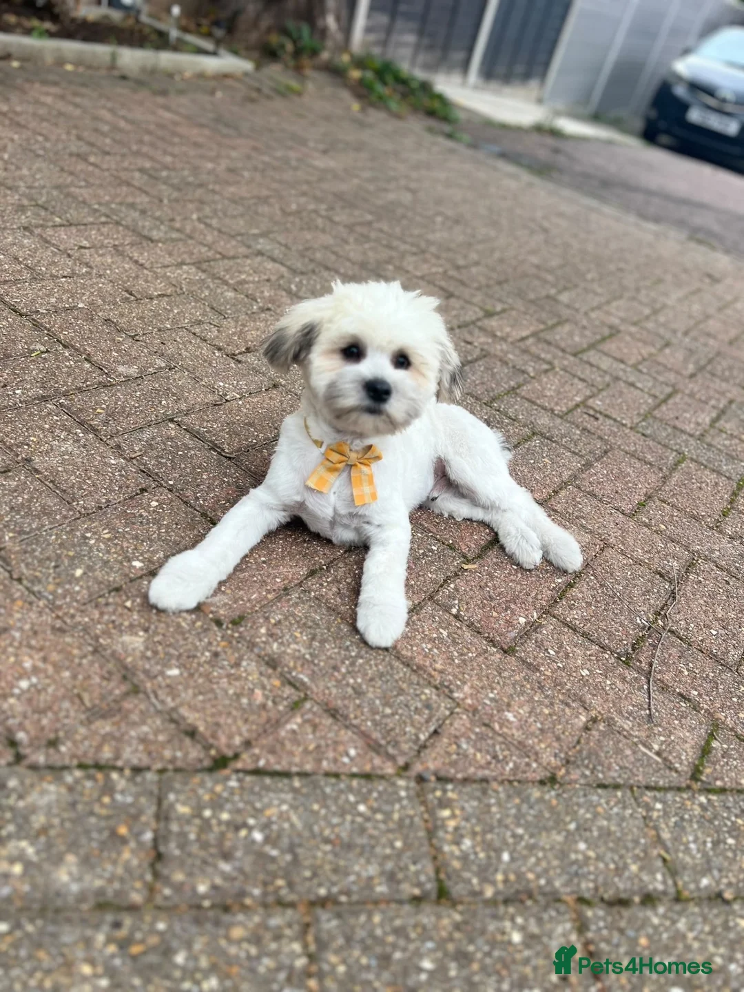 Bichon Frise dogs for sale: Male Bichone - Advert 10