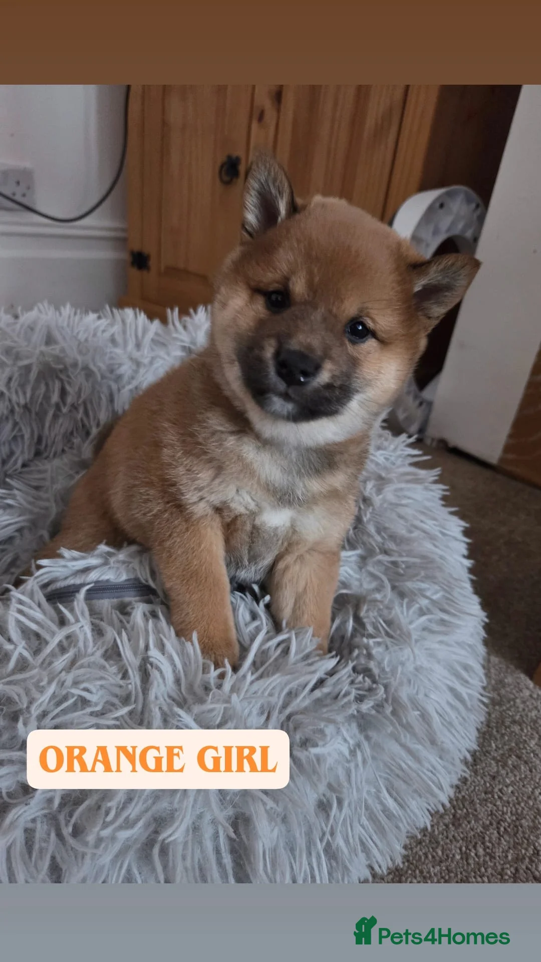 Japanese Shiba Inu dogs for sale: Puppy Shiba inu female - Advert 20