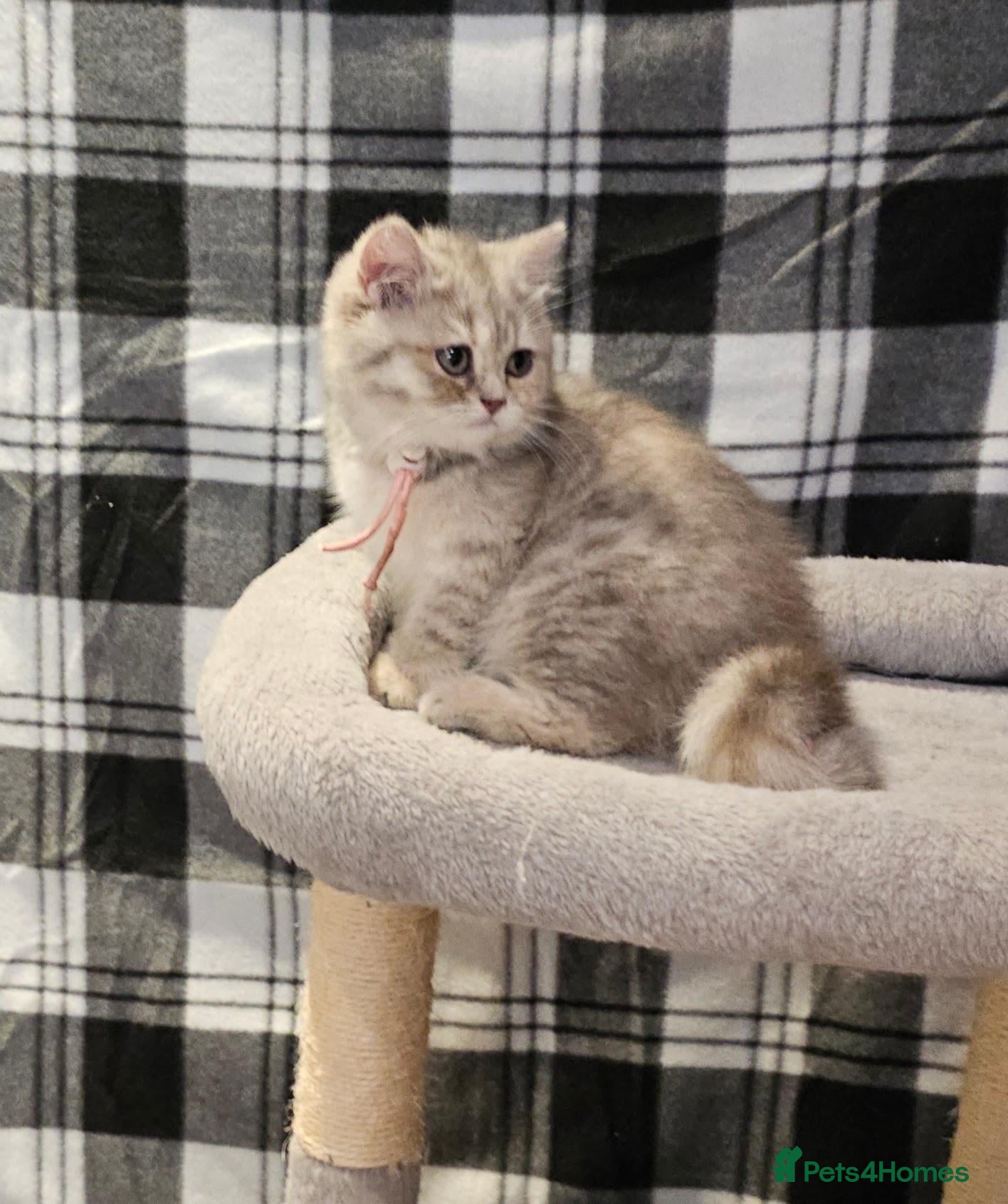 British Shorthair cats TICA registered blue golden spot female  - Advert 1