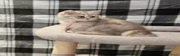 British Shorthair cats for sale: TICA registered blue golden  - Advert 15