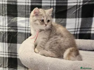 British Shorthair cats TICA registered blue golden spot female - Advert 1
