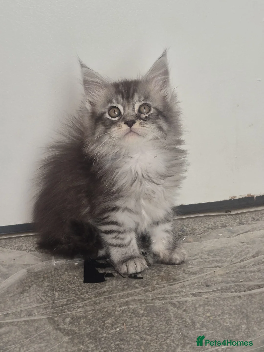 Maine Coon cats for sale: Maine Coon Kittens ready for there forever homes  - Advert 2