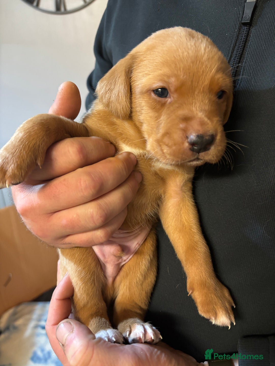 Labrador Retriever dogs for sale: Labrador  - Advert 5