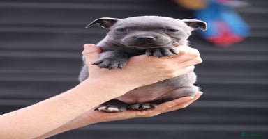 Staffordshire Bull Terrier dogs - Advert 3
