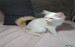 Mixed Breed cats for sale: Long haired Mixed breed ragdoll x ginger mother - Image 20