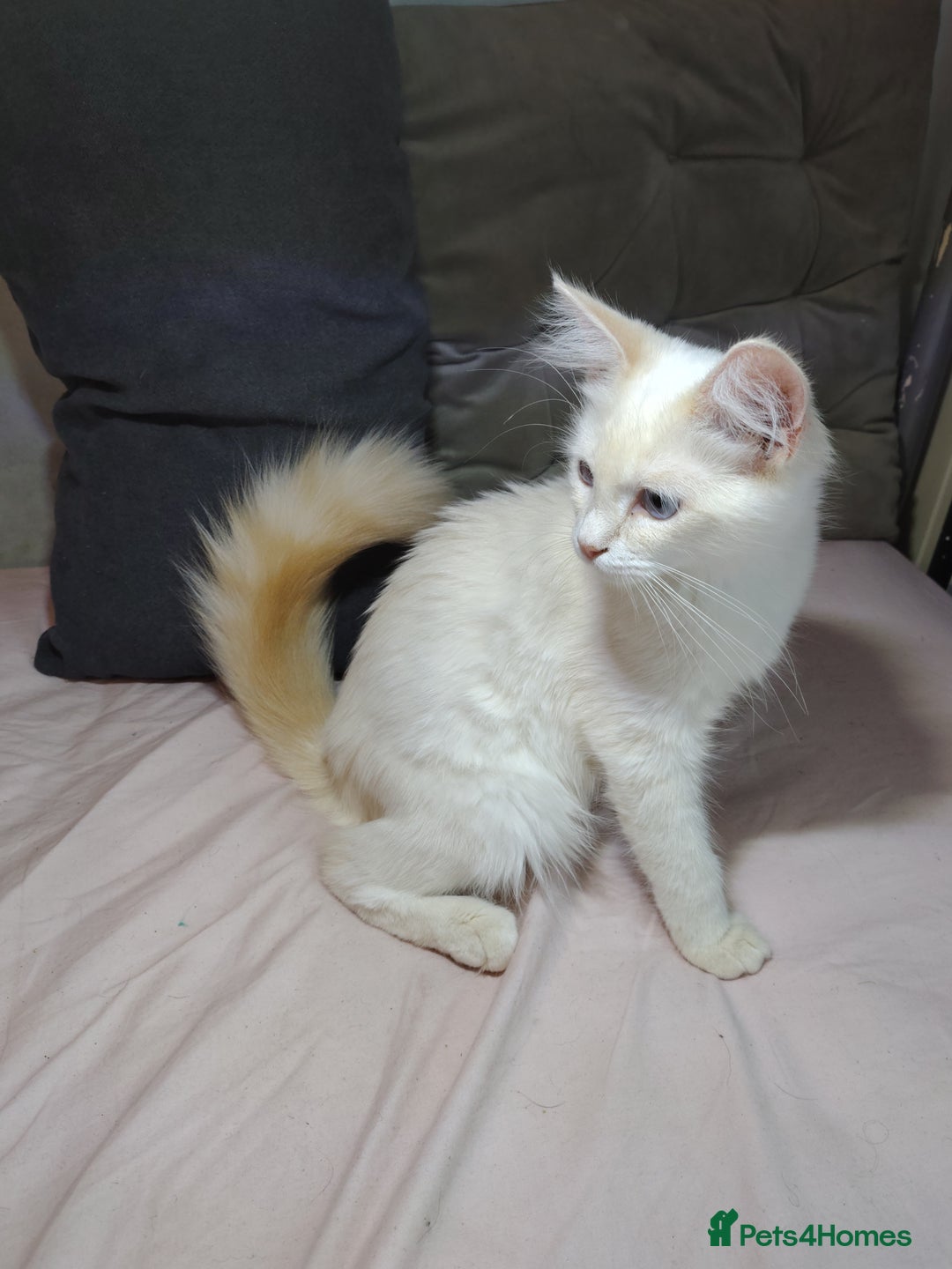 Mixed Breed cats for sale: Long haired Mixed breed ragdoll x ginger mother - Image 20