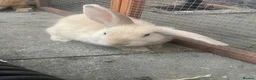 Mini Lop rabbits for sale: X3 Mini Lop Bunnies - Advert 16