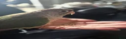 Conures birds for sale: Cinnamon green cheeked conure in Horley - Advert 10