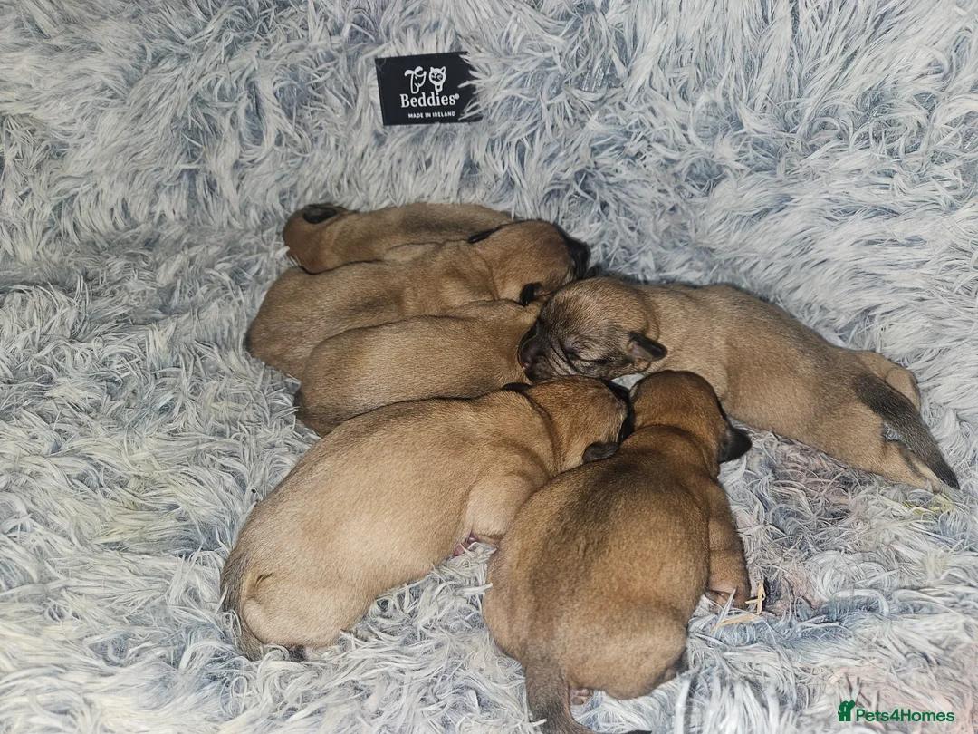 Glen of Imaal Terrier dogs for sale: Maximum dog in minimum frame! - Advert 2