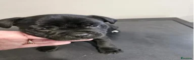 Staffordshire Bull Terrier 1