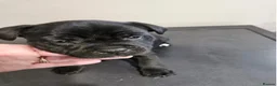 Staffordshire Bull Terrier dogs for sale: Excellent Home Raised Staffy’s Pups Ready  in Liverpool - Advert 17