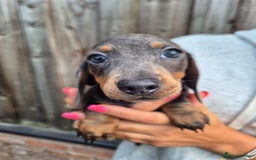 Miniature Dachshund dogs for sale: Miniature dachshund puppies  - Image 11