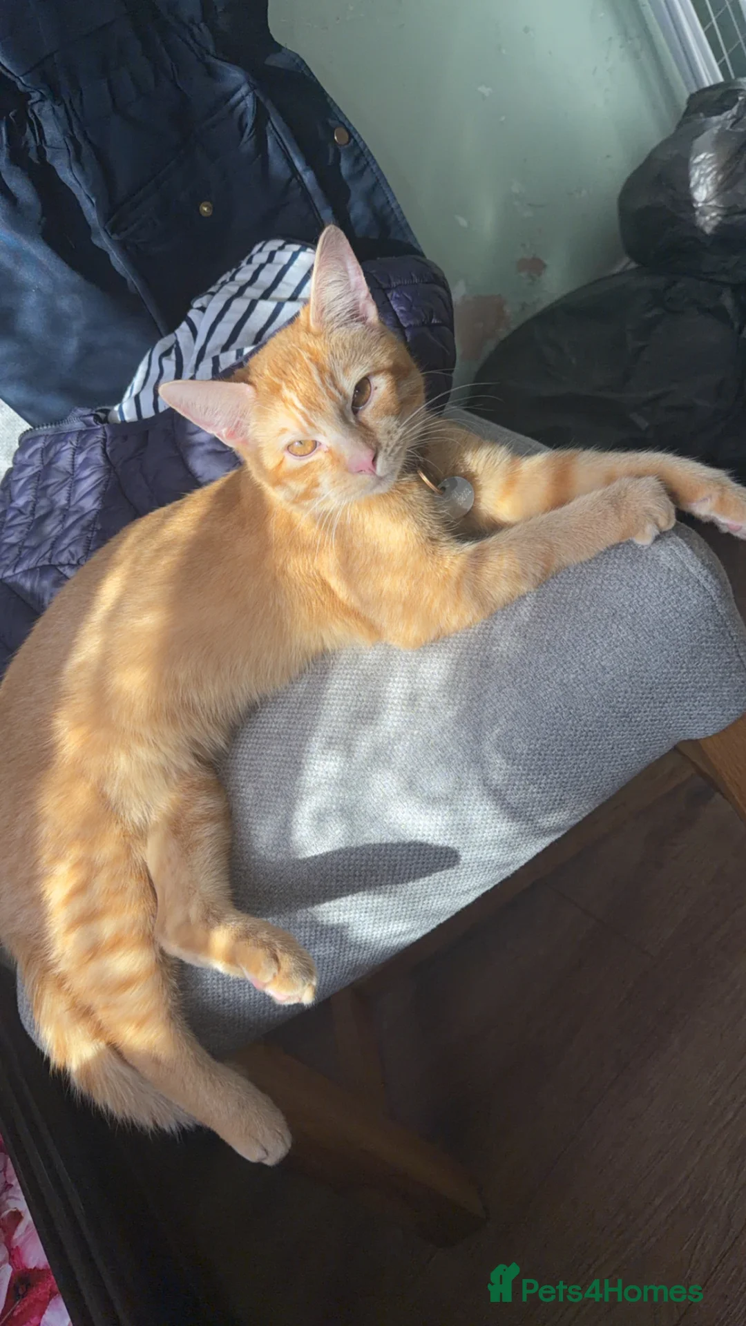 British Shorthair cats for sale: Ginger tabby short hair cat 8 months  - Advert 2