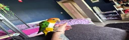 Parrots birds for sale: White bellied caique - Advert 6