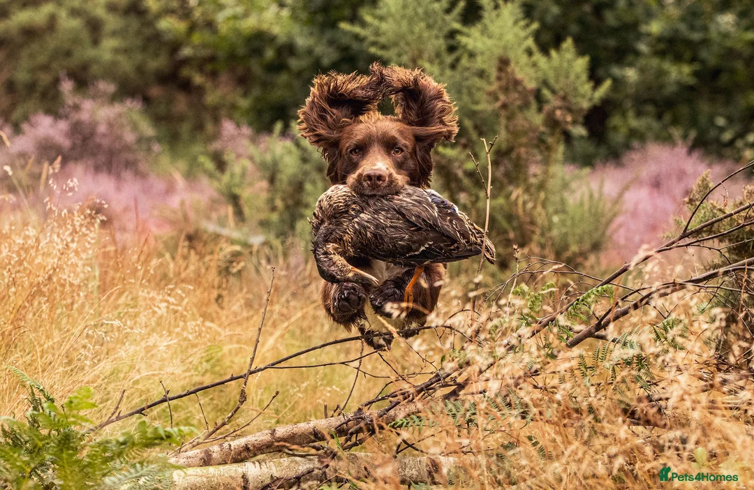 Sprocker dogs for stud: Health tested sprocker for stud in Shrewsbury - Advert 25