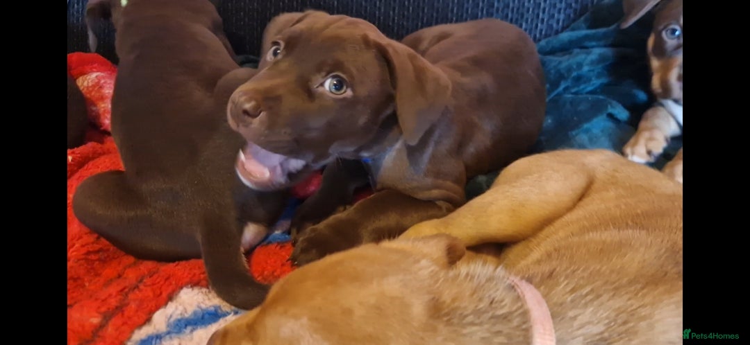 Mixed Breed dogs for sale: Doberman/labrador x american bulldog/english staff - Advert 10