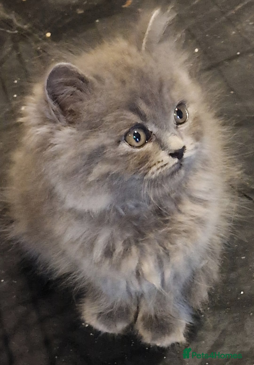 British Longhair cats for sale: Blue & Lilac Gorgeous fluffy BLH male kittens - Advert 6