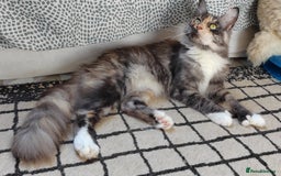 Maine Coon cats for sale: Beautiful Maine Coon kittens  - Image 12