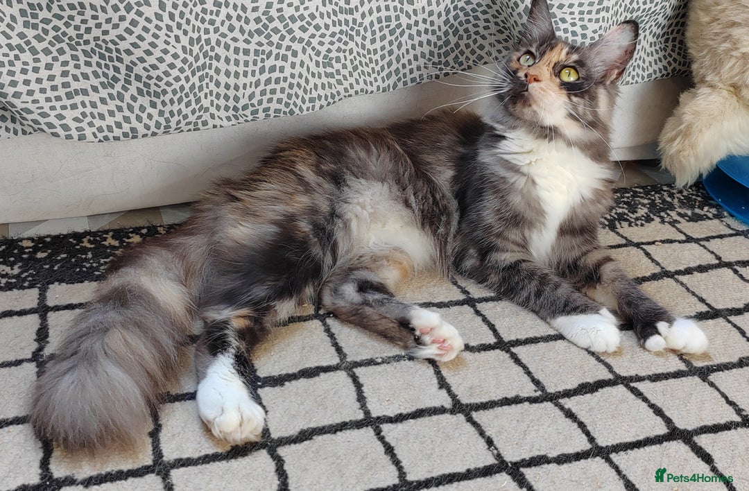 Maine Coon cats for sale: Beautiful Maine Coon kittens  - Image 12