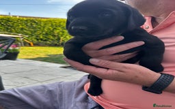 Labrador Retriever dogs for sale: KC Registered Labrador Puppies - Image 8
