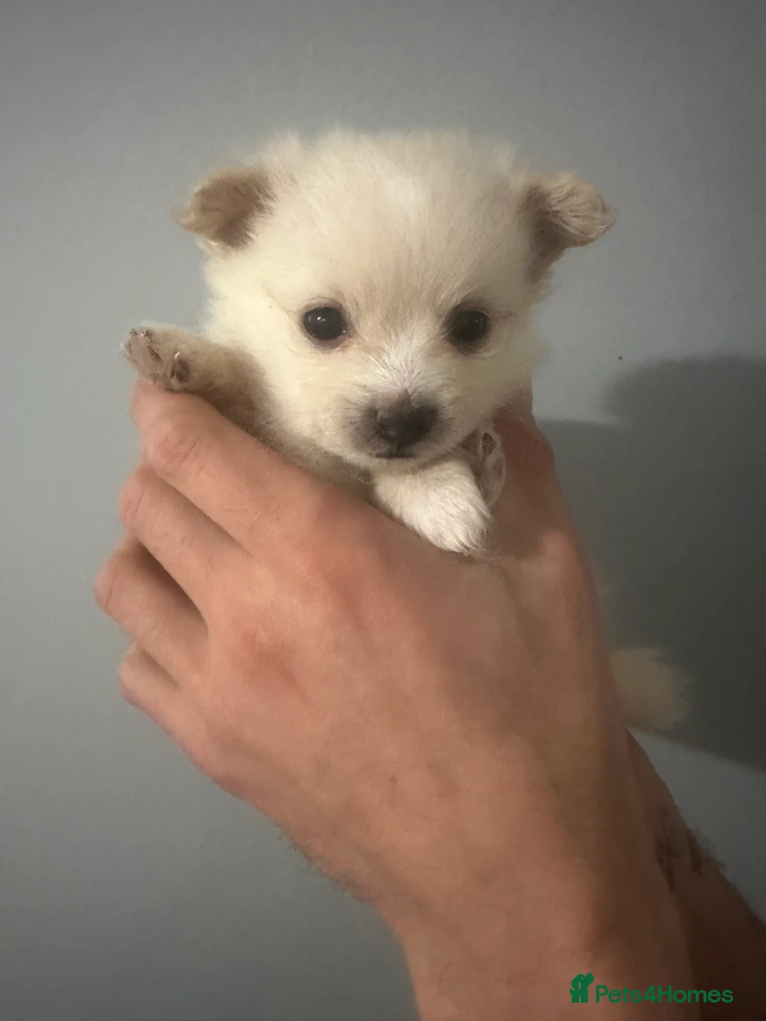 Pomeranian dogs for sale: Beautiful Pomeranian Puppies - Advert 15