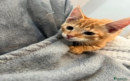 Mixed Breed cats for sale: Pixie bob mixed kittens - Image 23