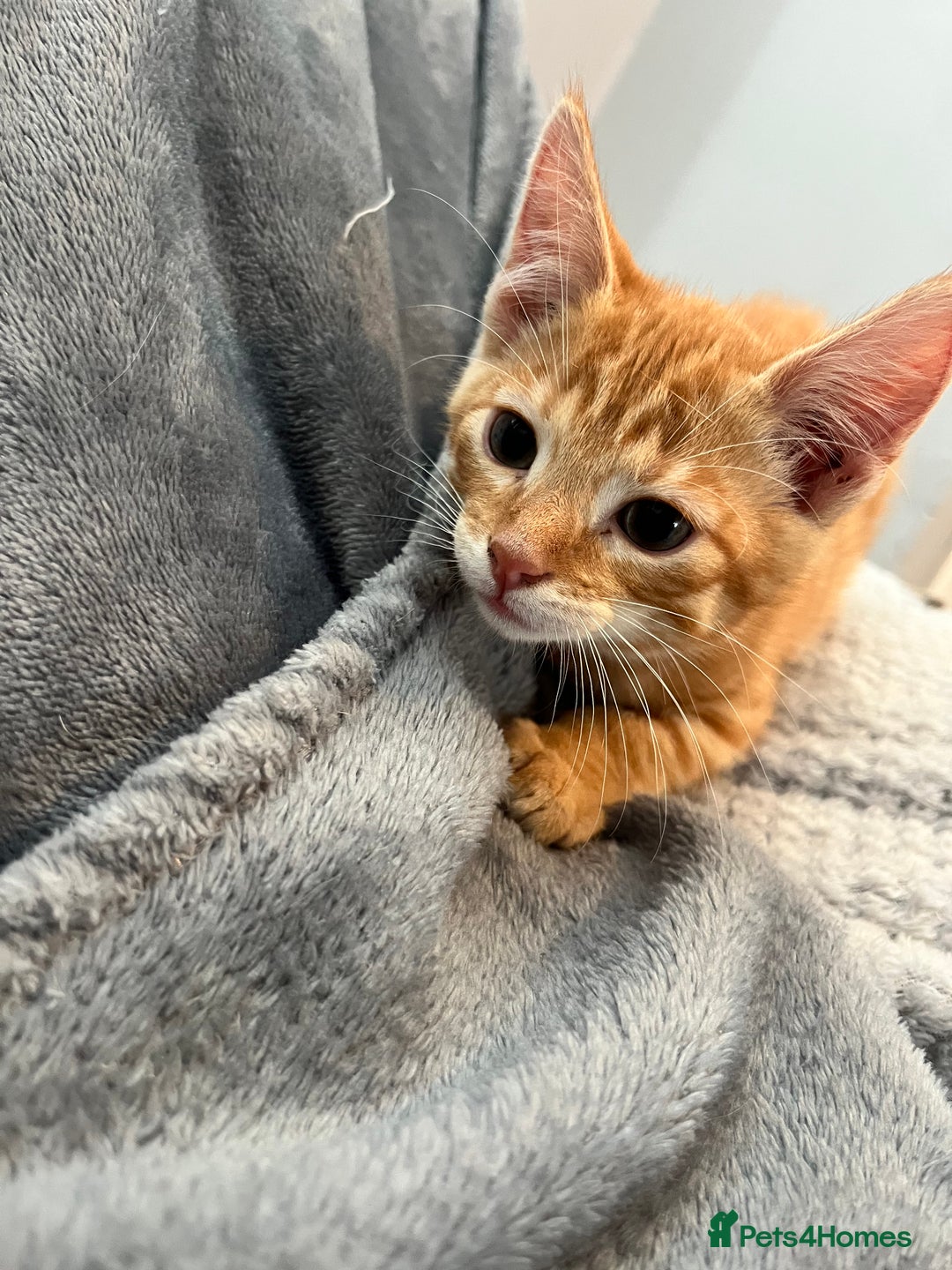 Mixed Breed cats for sale: Pixie bob mixed kittens - Image 23