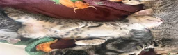 Domestic Shorthair cats for sale: Beautiful little kittens - Advert 4