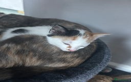 Mixed Breed cats for sale: Beautiful Tortie Female kitten  - Image 9