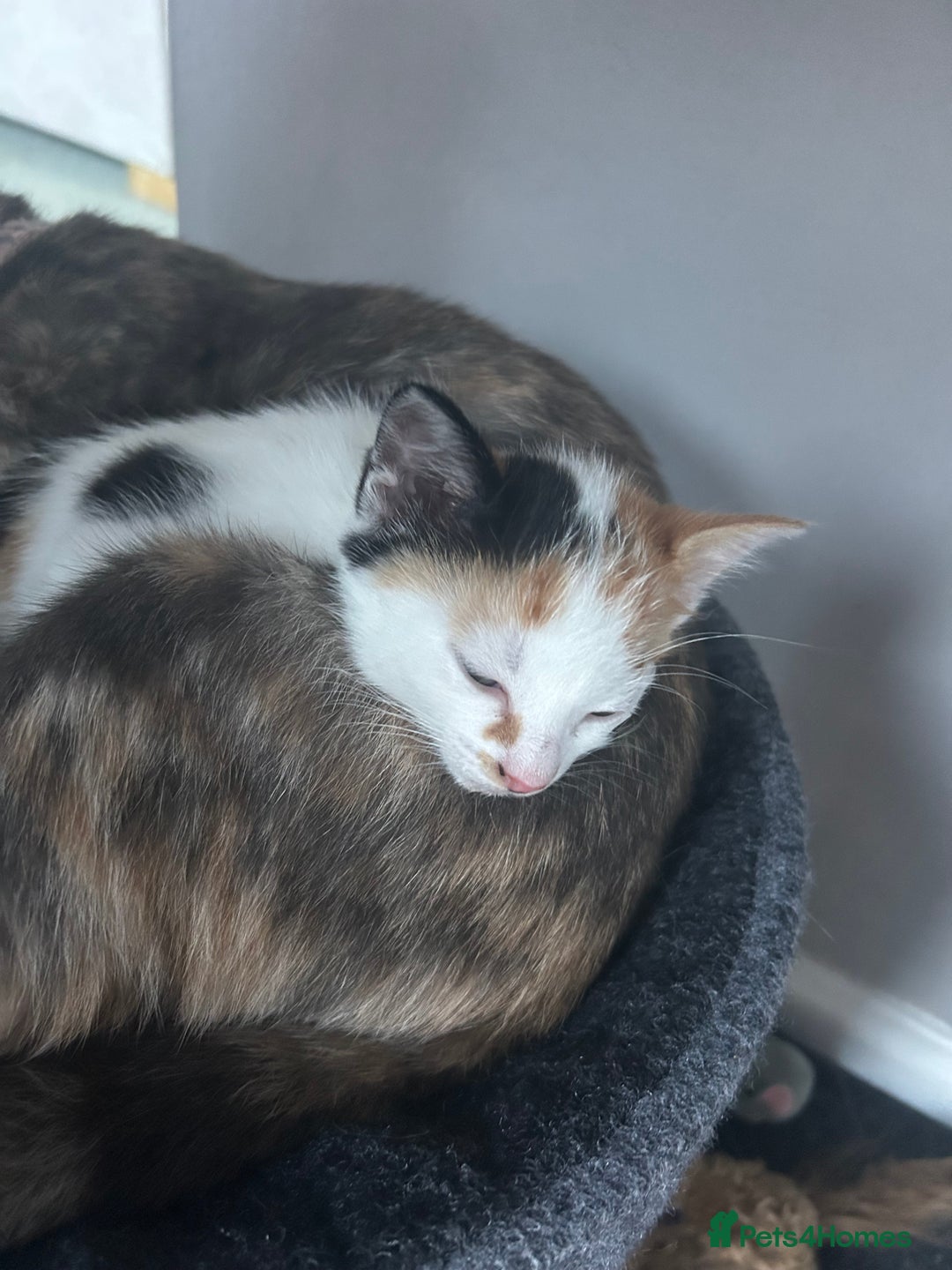 Mixed Breed cats for sale: Beautiful Tortie Female kitten  - Image 9