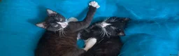 Mixed Breed cats for sale: Turkish Angora mix kittens - Advert 20