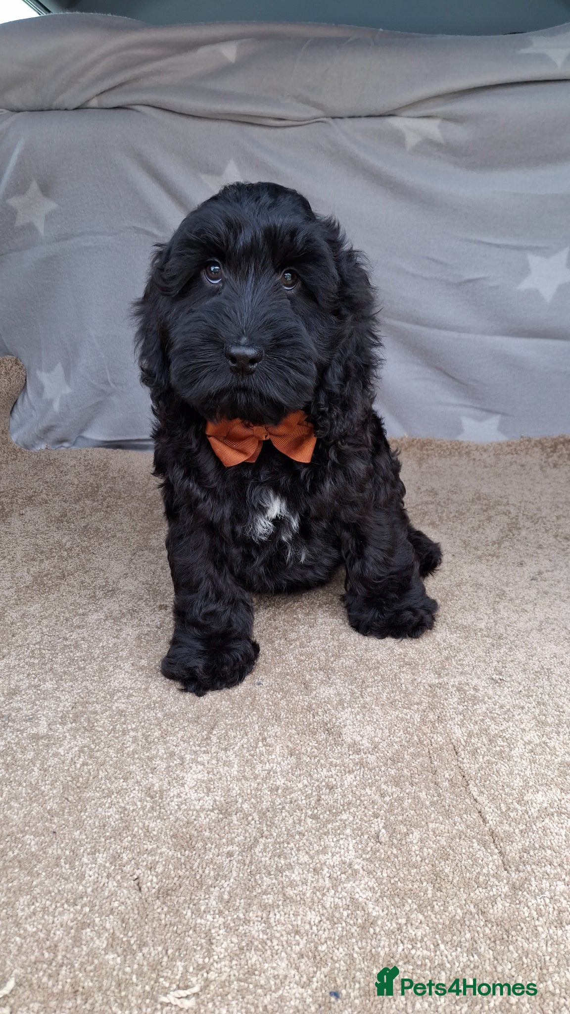Cockapoo dogs for sale: Gorgeous cockapoo puppies, health tested parents. - Advert 1