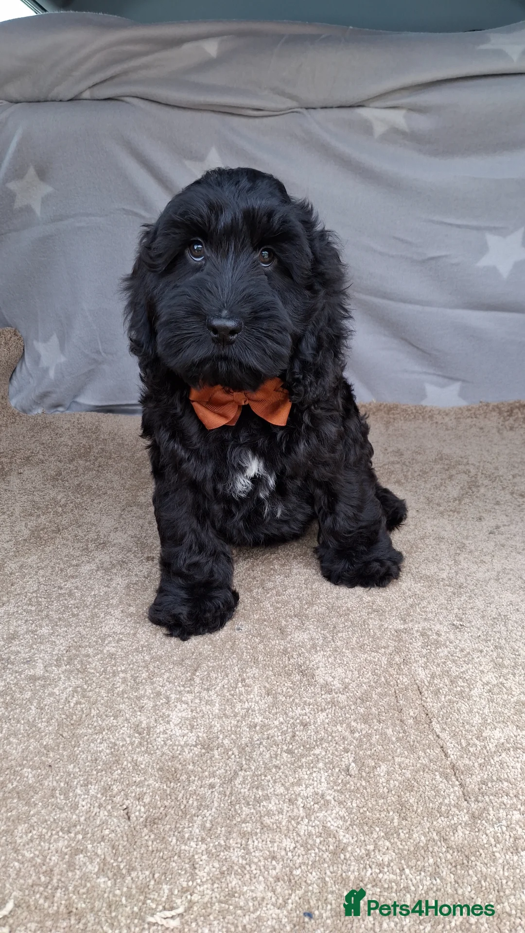 Cockapoo dogs for sale: Gorgeous cockapoo puppies, health tested parents. - Advert 1