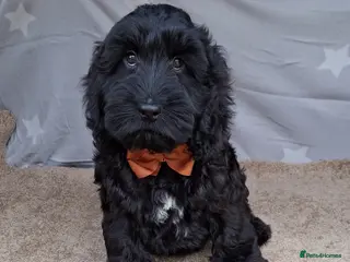 Cockapoo dogs for sale: Gorgeous cockapoo puppies, health tested parents. - Advert 1