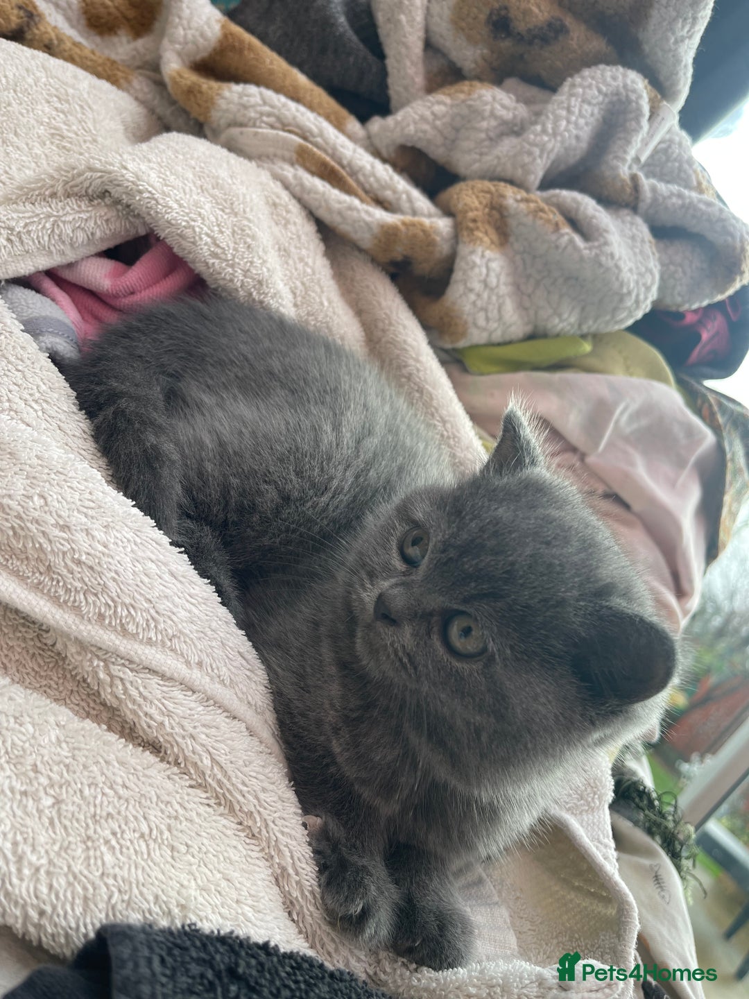British Shorthair cats for sale: British shorthairs  - Advert 7