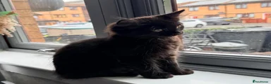 Maine Coon 1