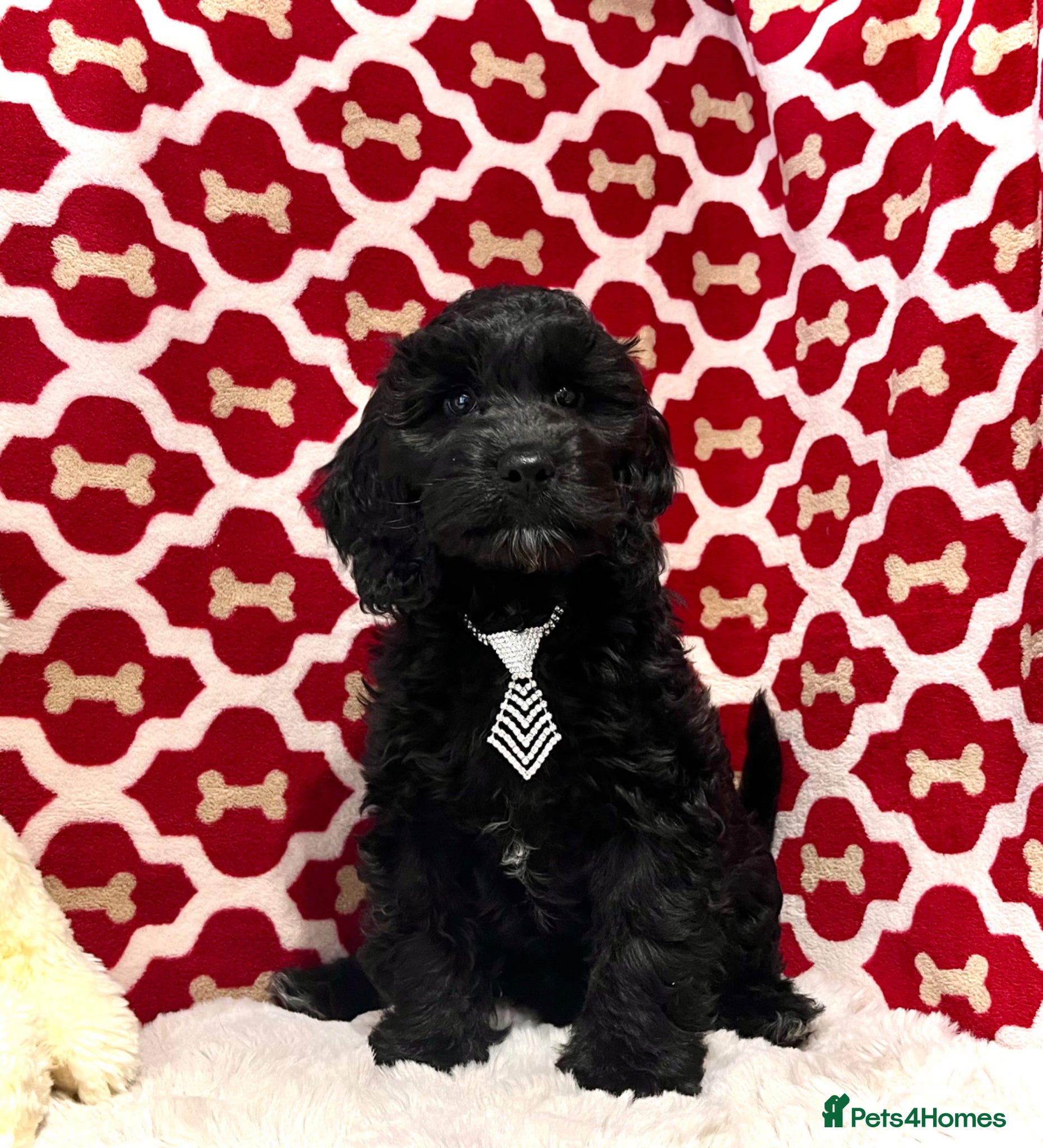 Cockapoo dogs 🏆CHAMPION LINES🌟 SHOWTYPE Miniature F1 Cockapoos - Advert 14