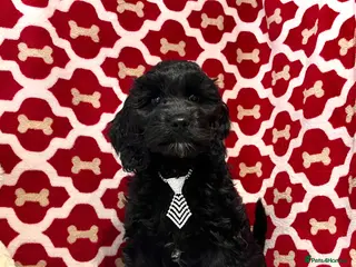 Cockapoo dogs 🏆CHAMPION LINES🌟 SHOWTYPE Miniature F1 Cockapoos - Advert 14