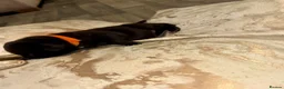 Cane Corso dogs for sale: Cane corso - Advert 14
