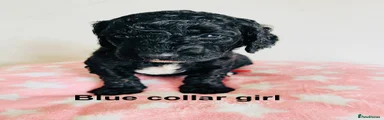 Cockapoo 13 - blue collar girl 