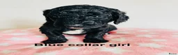 Cockapoo dogs for sale: Stunningly unique health/DNA tested Cockapoos  - Advert 28