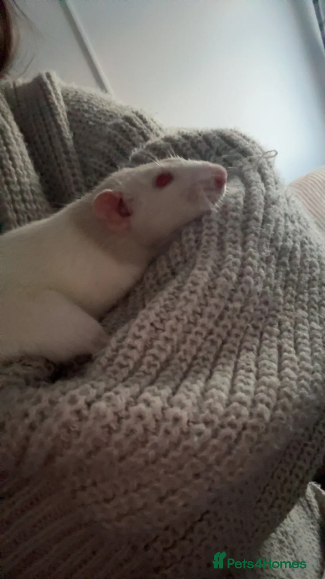 Rat rodents for sale: 4 dumbo female rats  - Advert 4