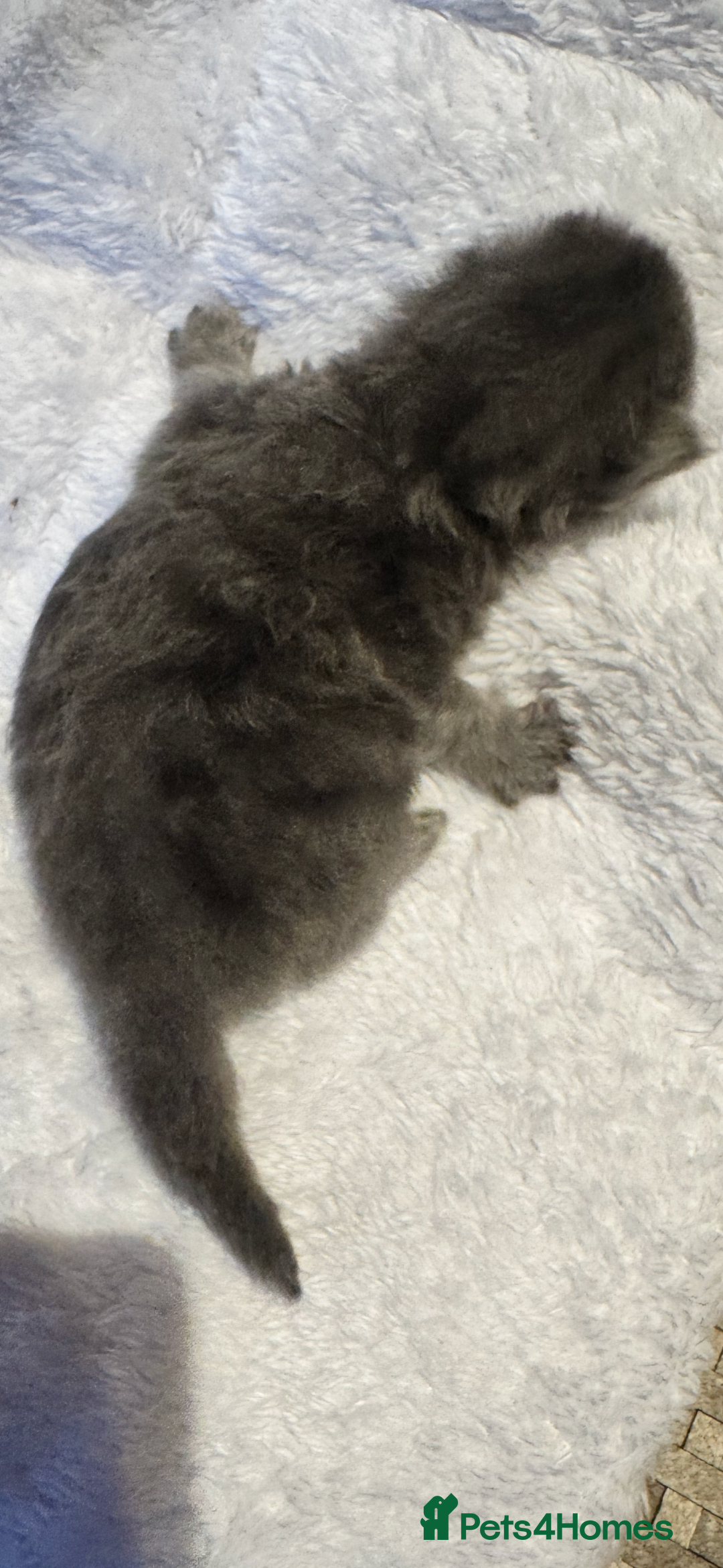 Maine Coon cats for sale: Main coon adorable kittens  - Advert 27