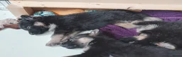 Shepsky dogs for sale: German Shepherd pups - Advert 12