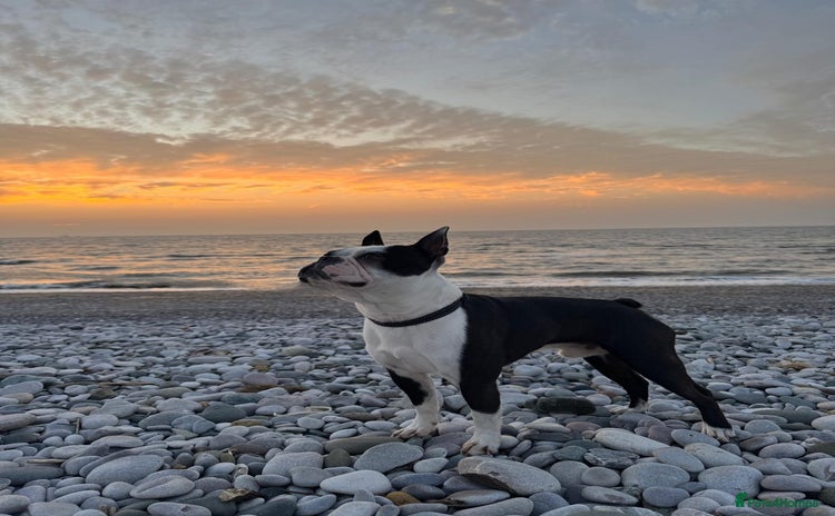 Boston Terrier dogs - Advert 1