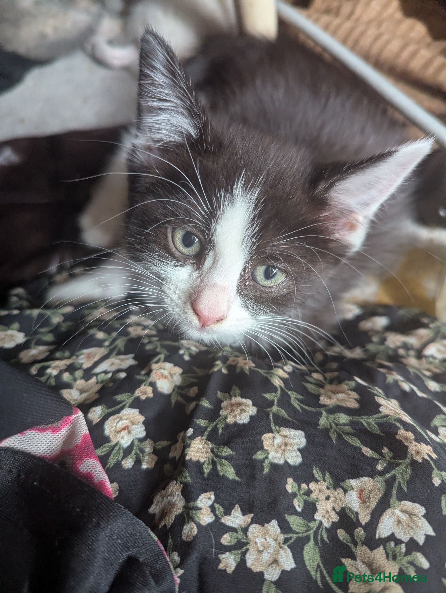 Mixed Breed cats 4 gorgeous kittens ds X ragdoll X russian blue - Advert 12