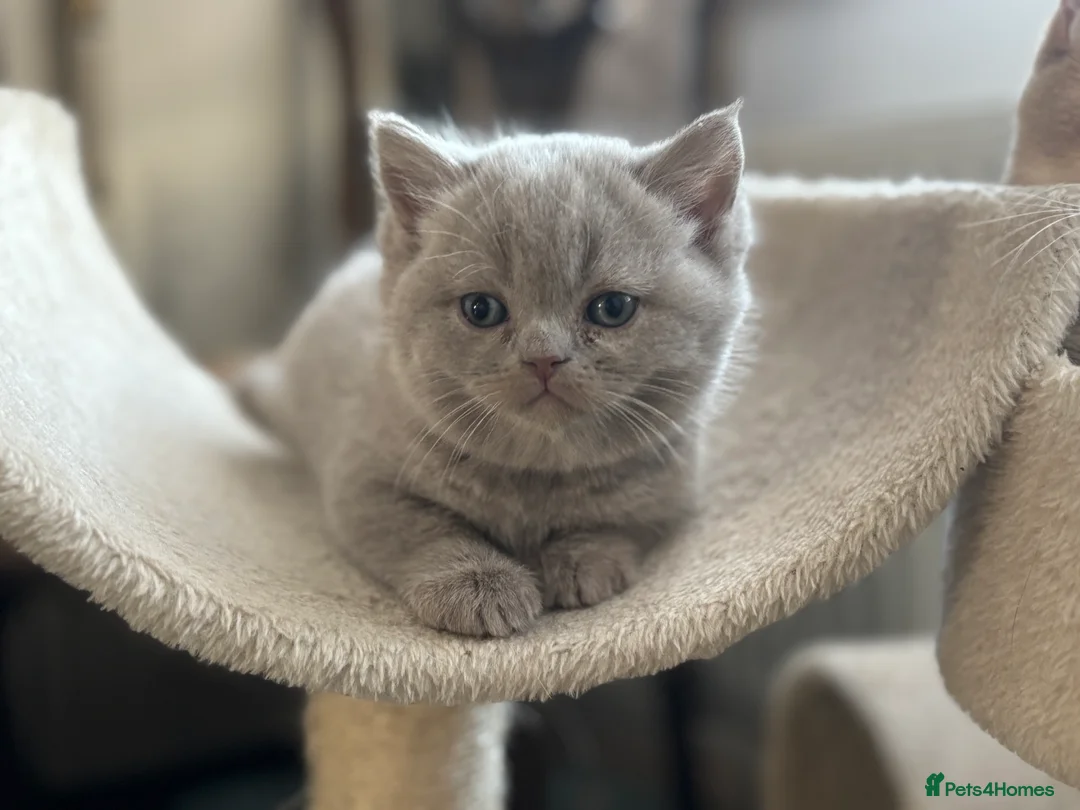 British Shorthair cats for sale: British shorthair and longhair  - Advert 18